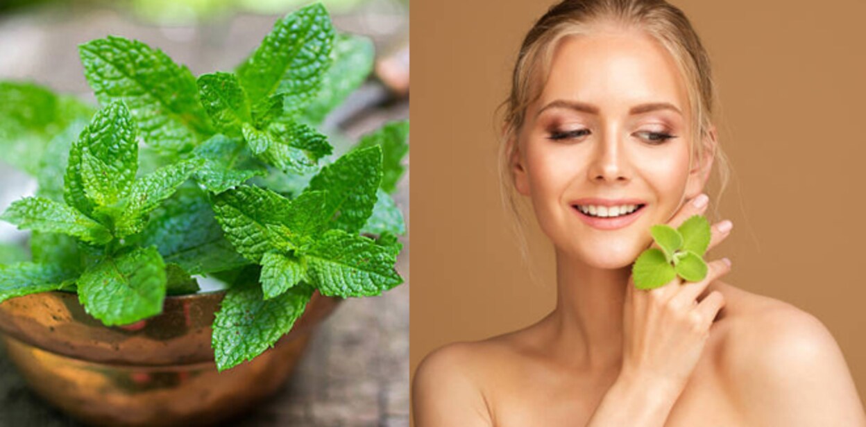 mint-leaves4467