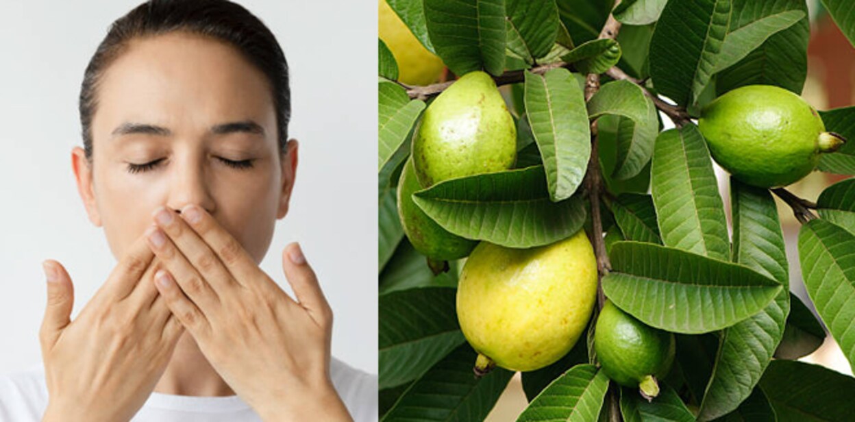 guava-leaves-story
