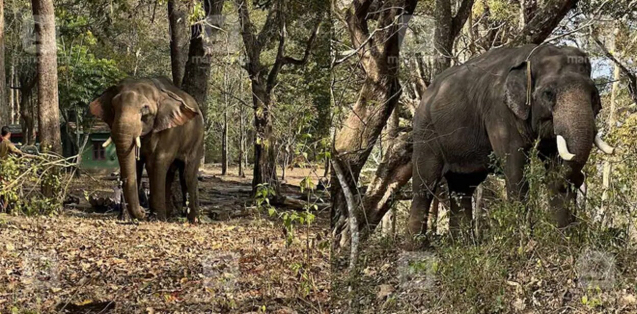 elephant-66788