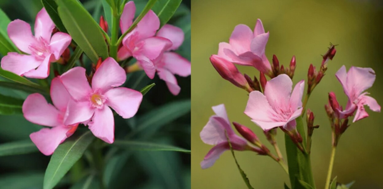 arali-flower