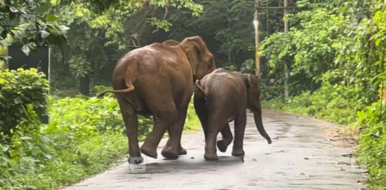 elephant-calf-rescue