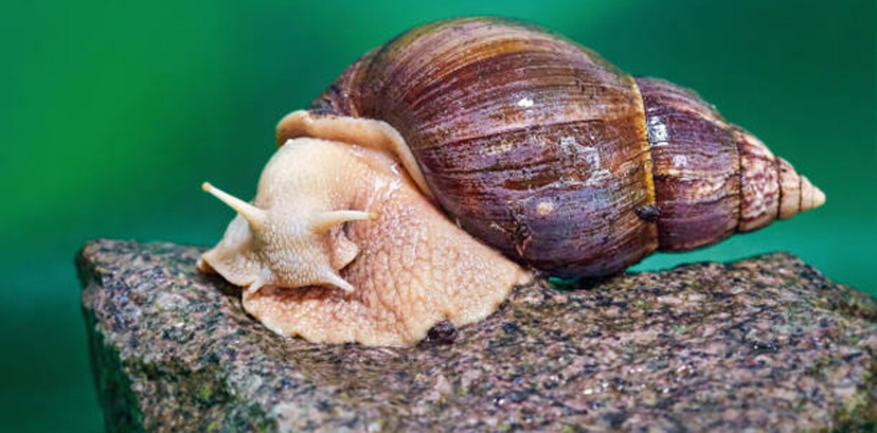 african-snail889