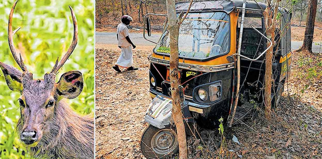 ernakulam-kothamangalam-deer-hited-auto