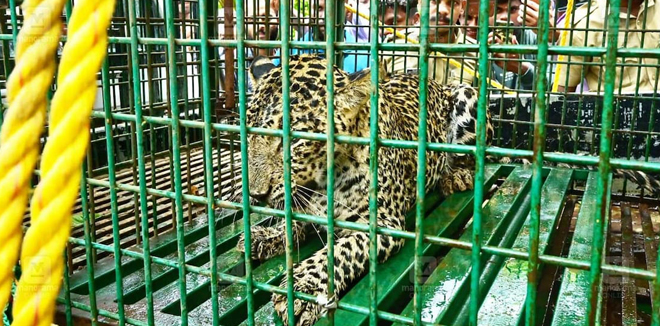 leopard-in-cage