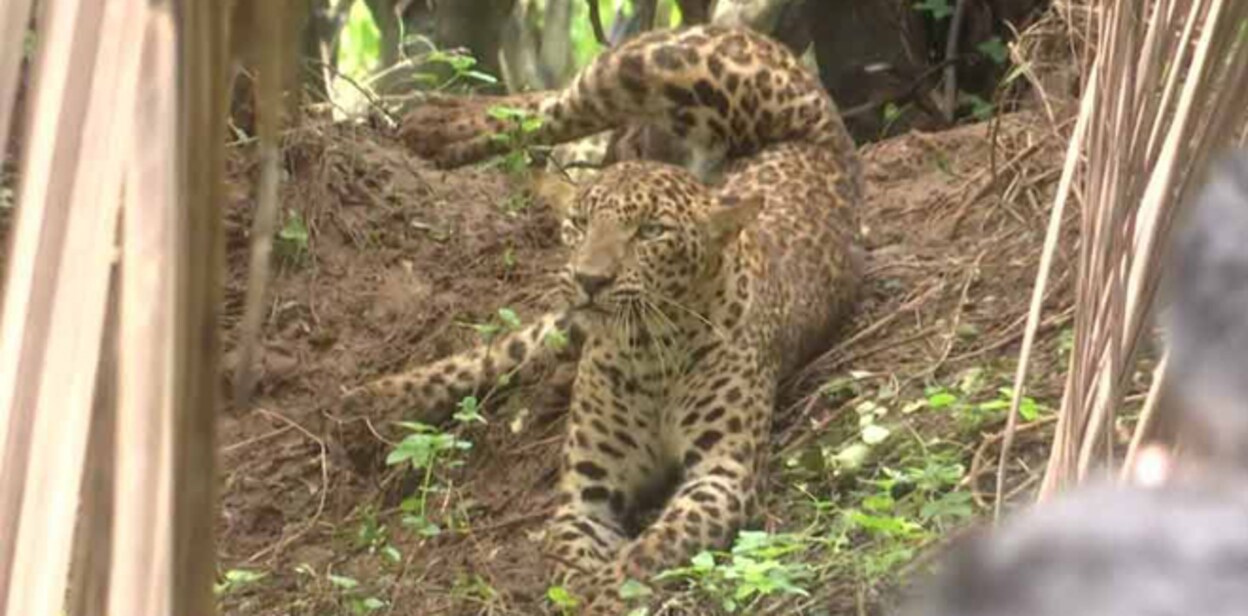 leopard-rescue-plkd-22-image-845-440