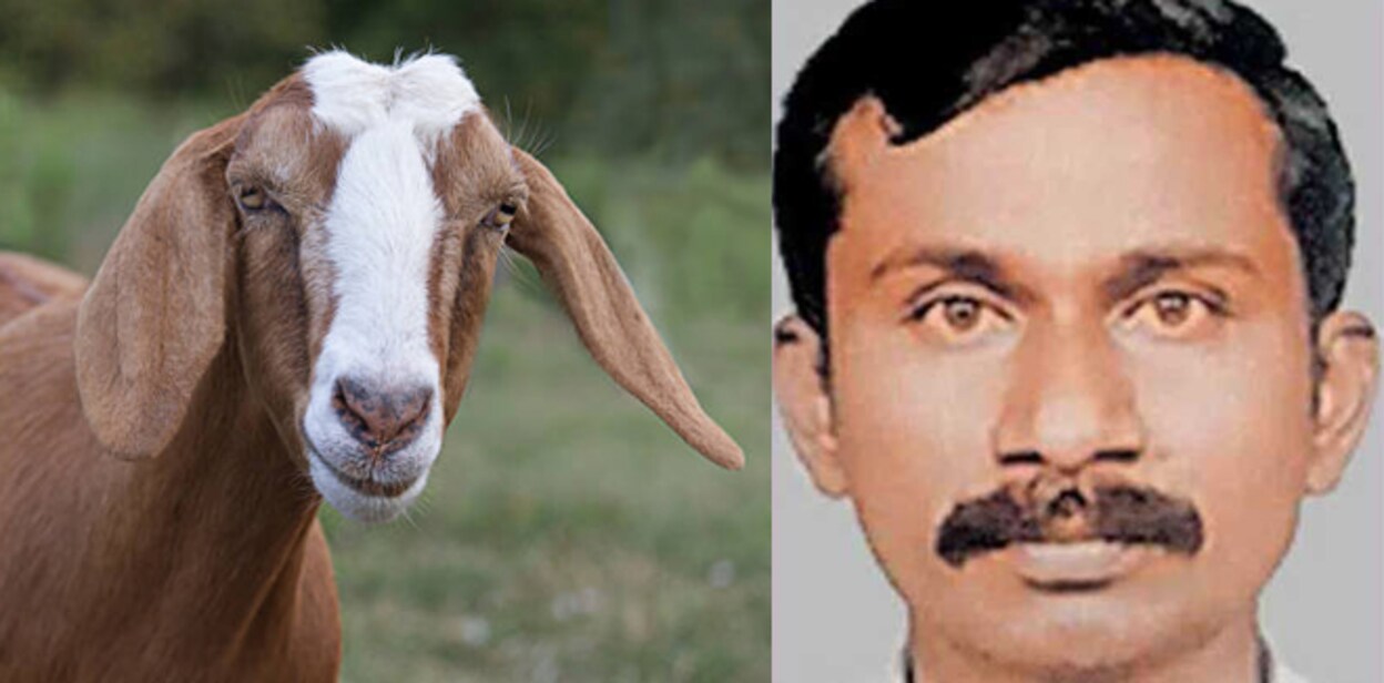 goat-sacrifftyy