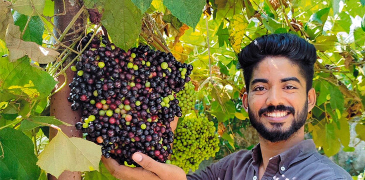 ashal-grape-story-41