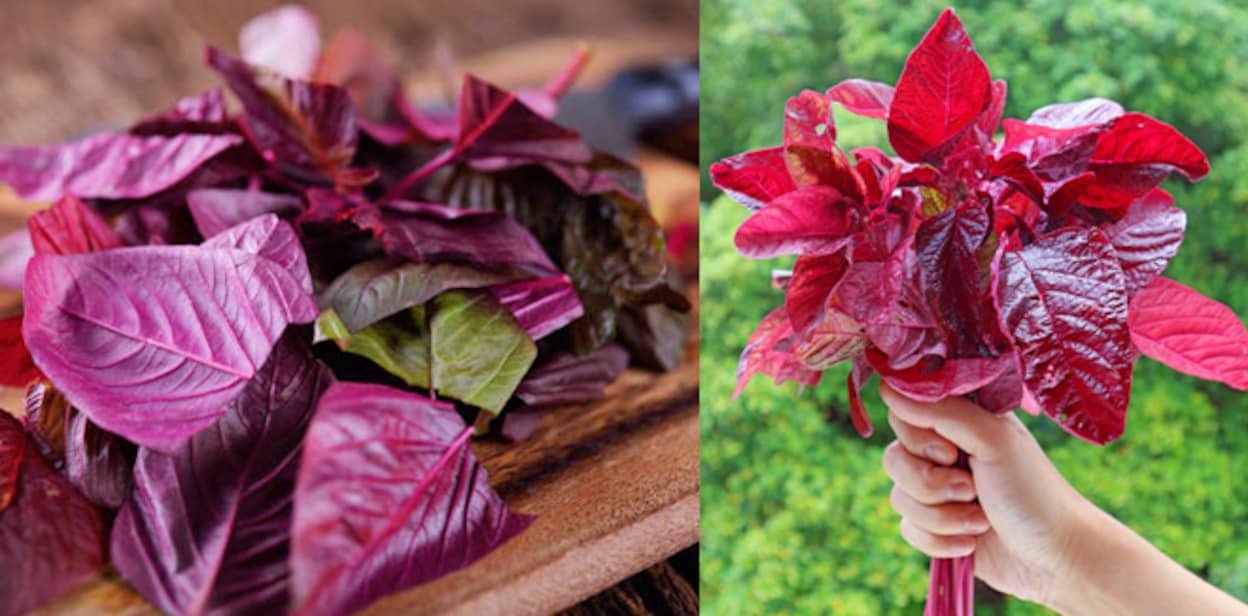 red-spinach566