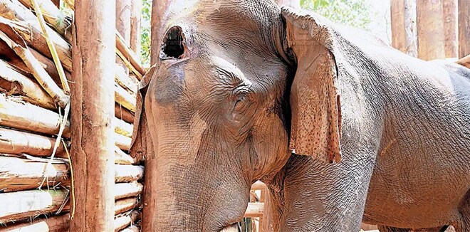 ‘എല്ലുകൾ വരെ പുറത്തു കാണുന്ന അവസ്ഥ, മസ്തകത്തിലെ മുറിവിൽ മരുന്നു നിറച്ചു’; ആനയ്ക്ക് പൂർണതോതിലുള്ള ചികിത്സ ആരംഭിച്ചു