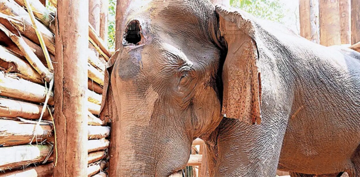 elephant7899