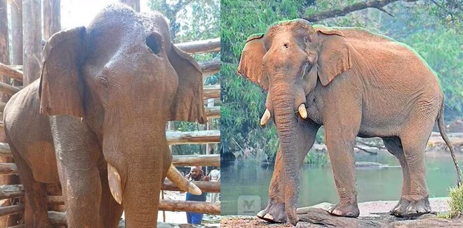 ഒരു മാസത്തോളം രക്ഷാപ്രവർത്തനം വൈകി, മസ്തകത്തിലെ വ്രണം ആഴത്തിലേക്ക് വ്യാപിച്ചു; കാട്ടുകൊമ്പൻ ചരിയാൻ കാരണം വനംവകുപ്പിന്റെ പിഴവെന്ന് സൂചന!