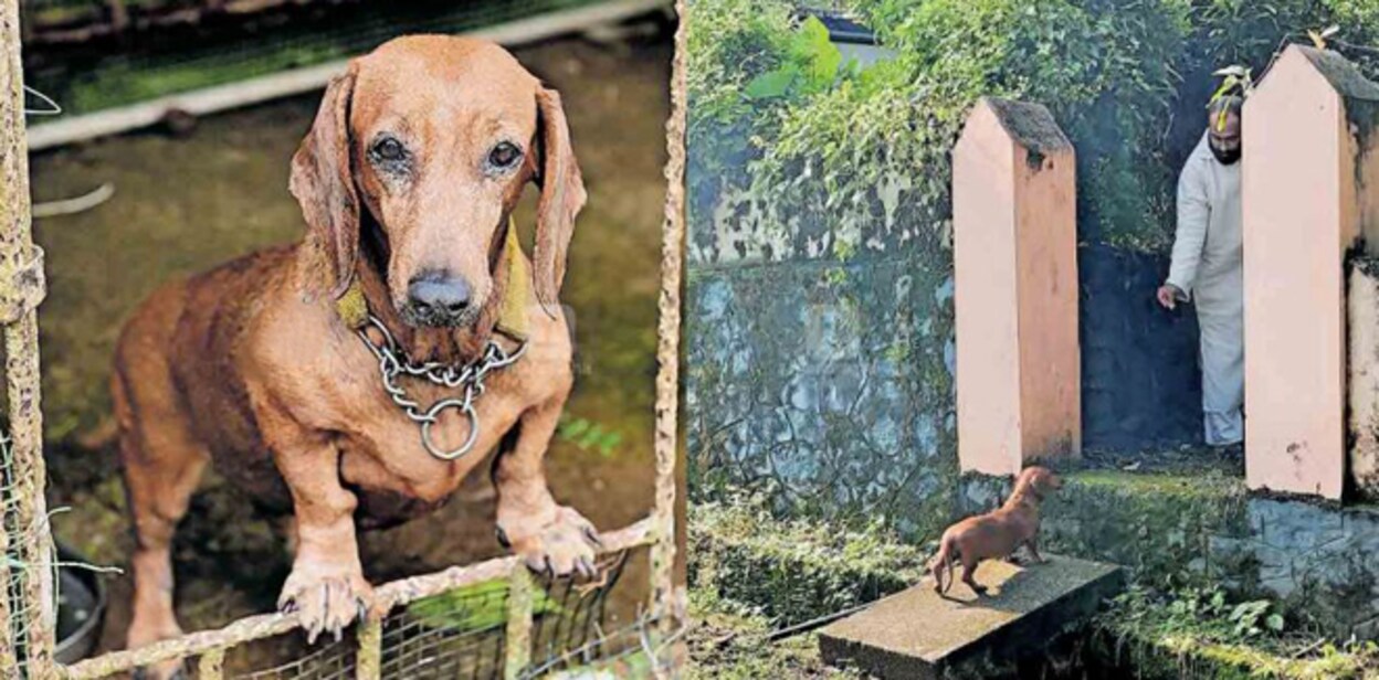 dog-image-845-440