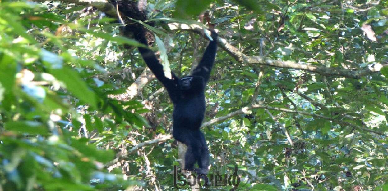 holockgibbon1