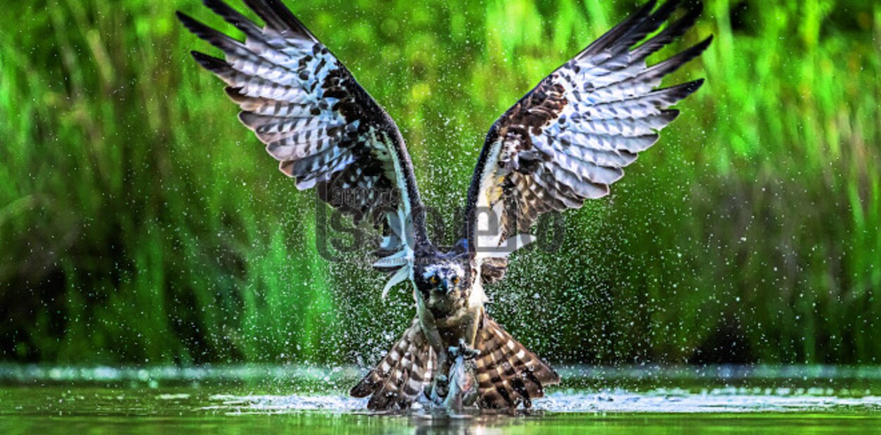osprey1