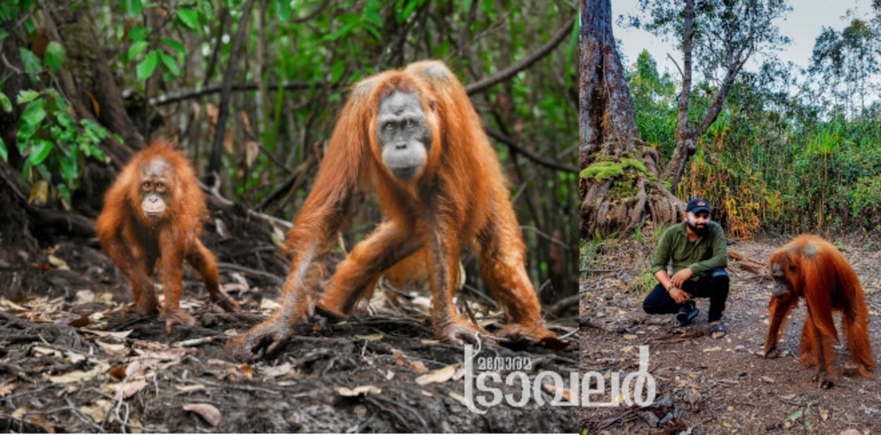 orangutansofborneo
