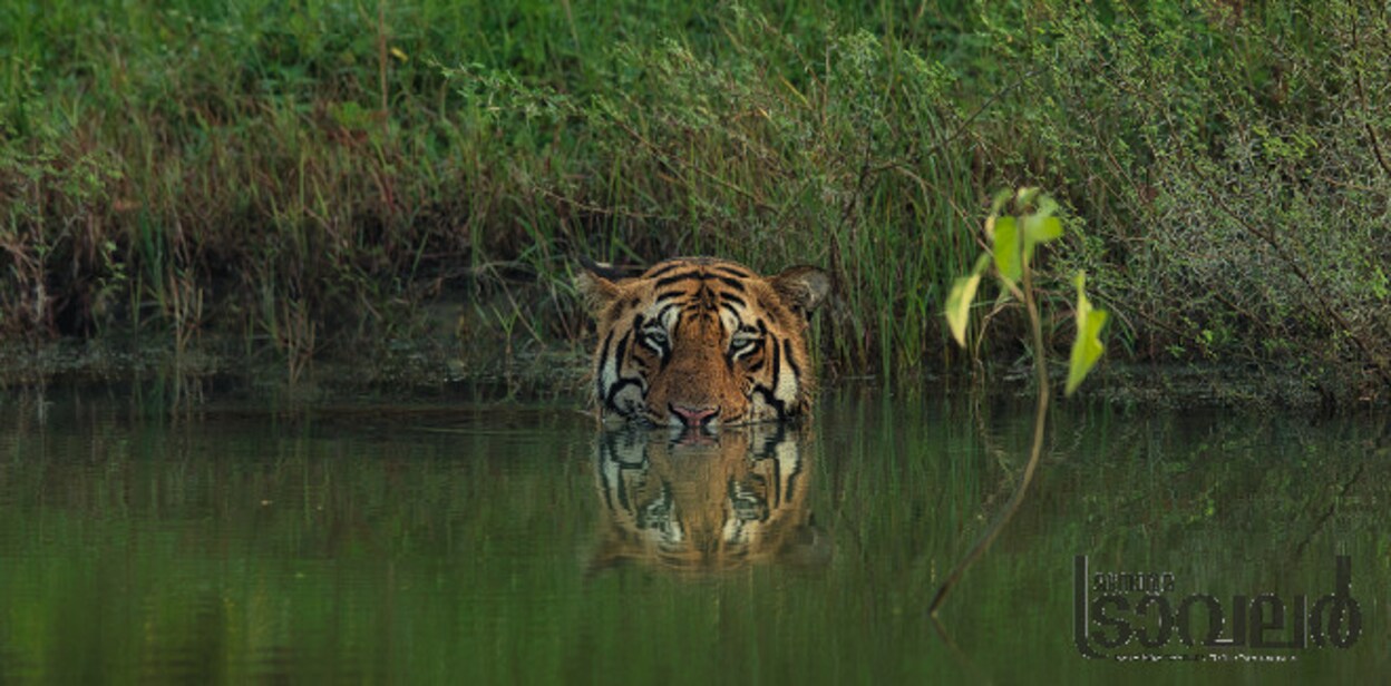 tigerratishnair1l