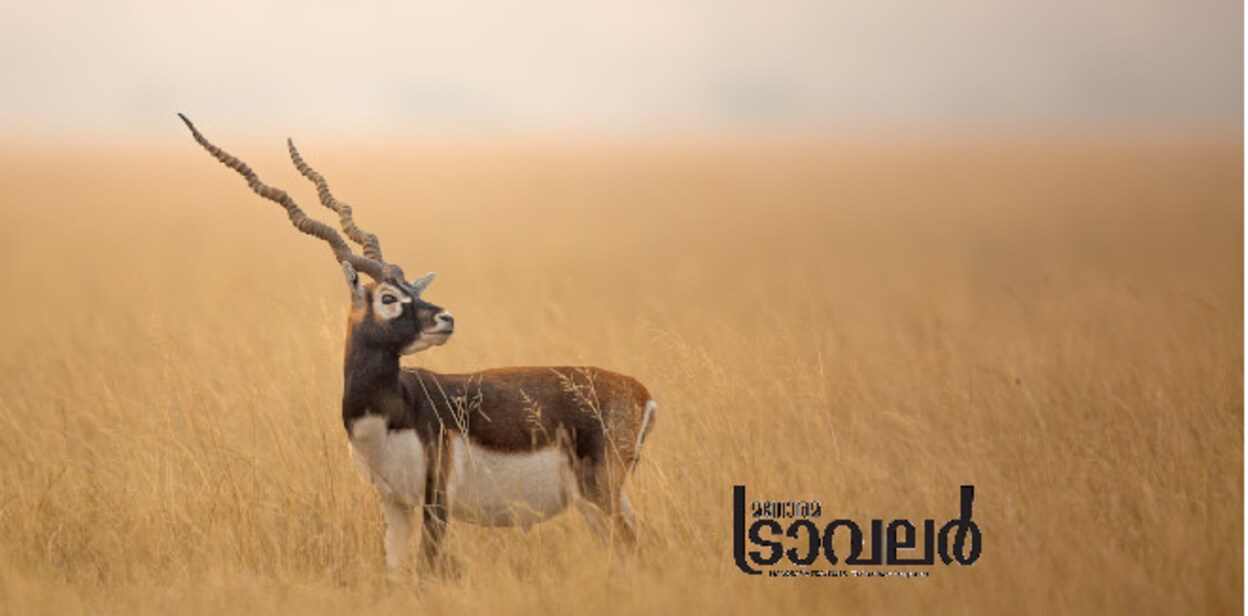 v_talchhapparblackbuck
