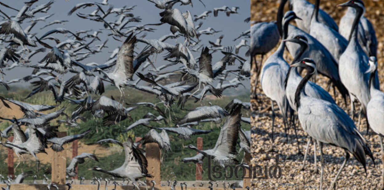 1khichanmigratorybirds