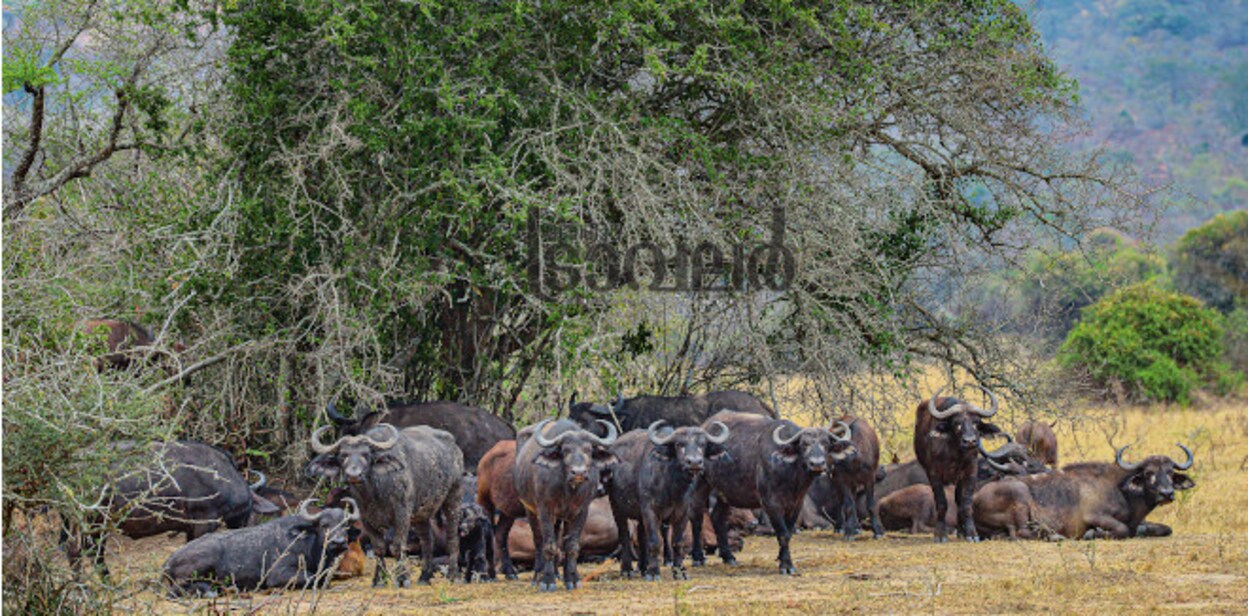 rwandanationalpark