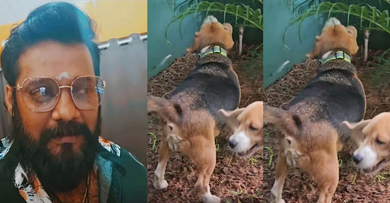 bala-house-dogs