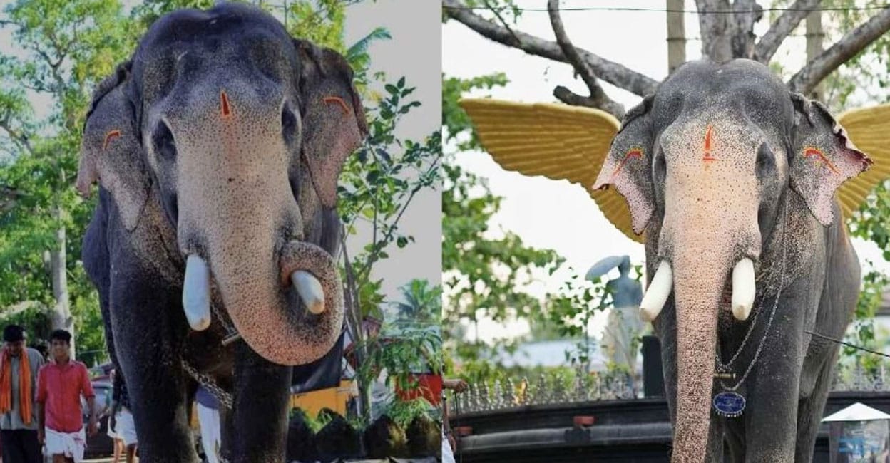 elephant-death-pallattu-brahmadathan