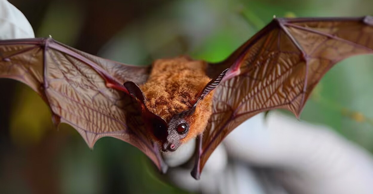 nipah-virus-outbreak-in-kerala