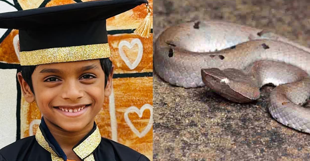 Sri-Lankan-Hump-Nosed-Viper