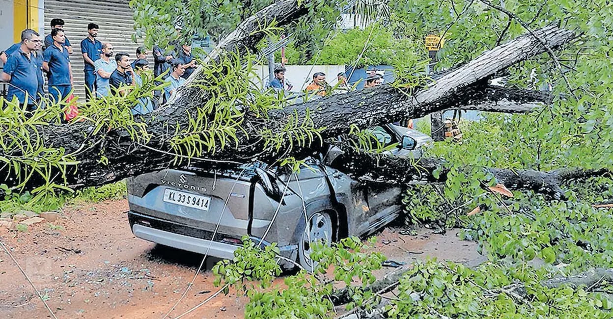 tree-on-car-accident