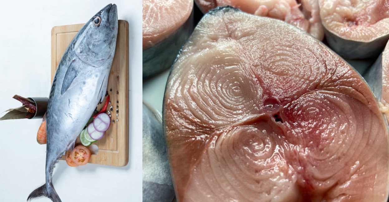 Bonito-fish-study-report