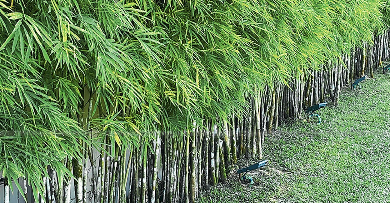 Garden-Bench-bamboo