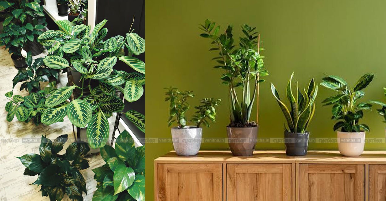 Best-Indoor-Plants-for-Home-Decor