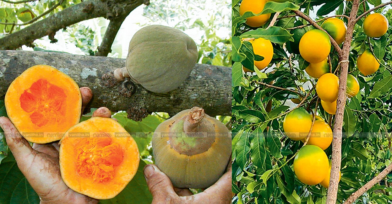 exotic-attractive-fruit-trees-in-garden