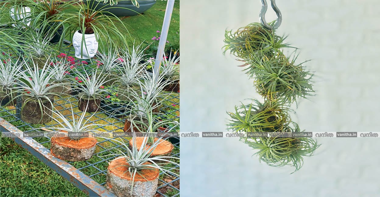 AirPlants