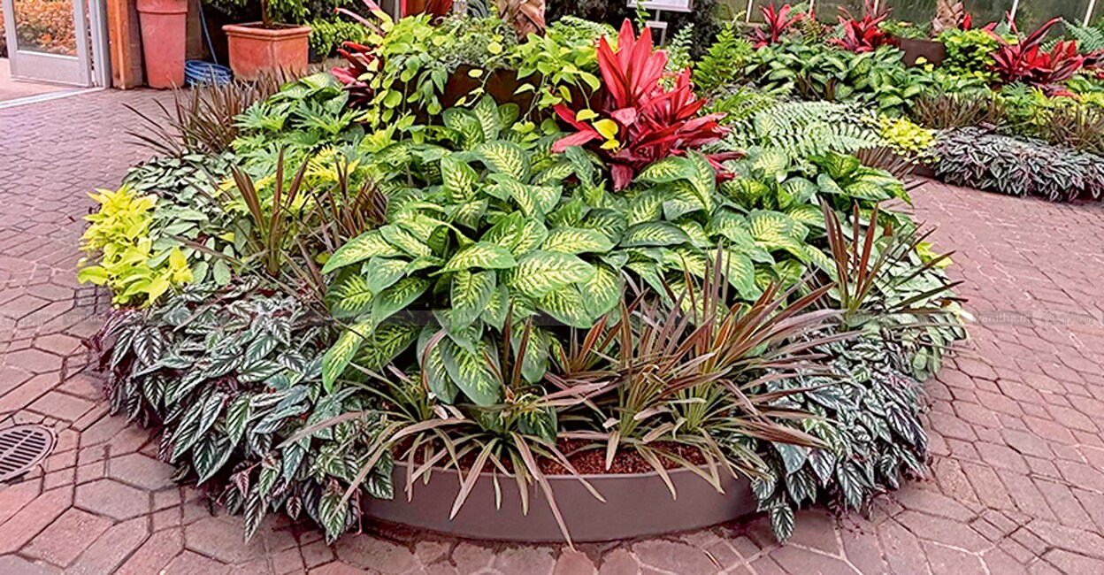 leaf-plant-in-garden