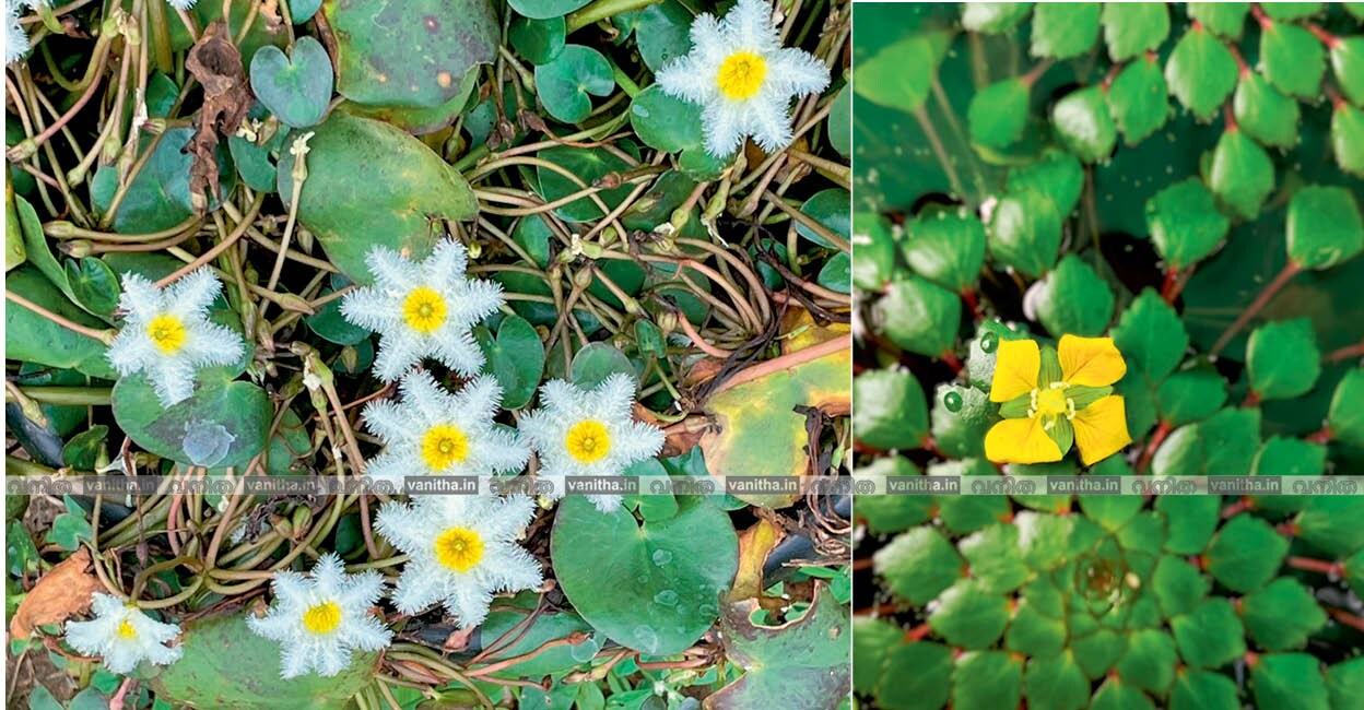 waterplants