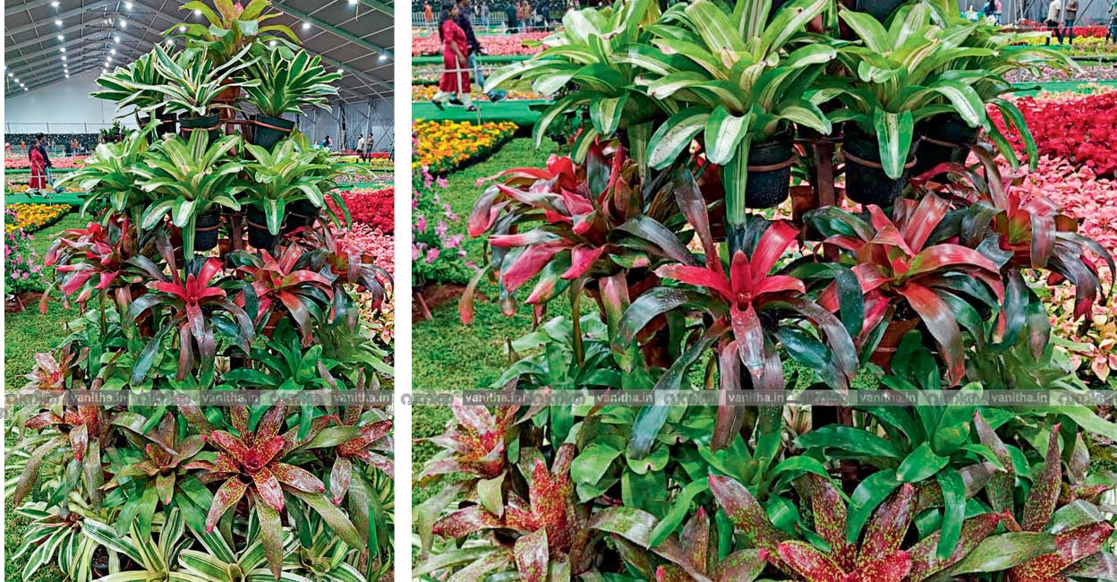Bromeliadgarden