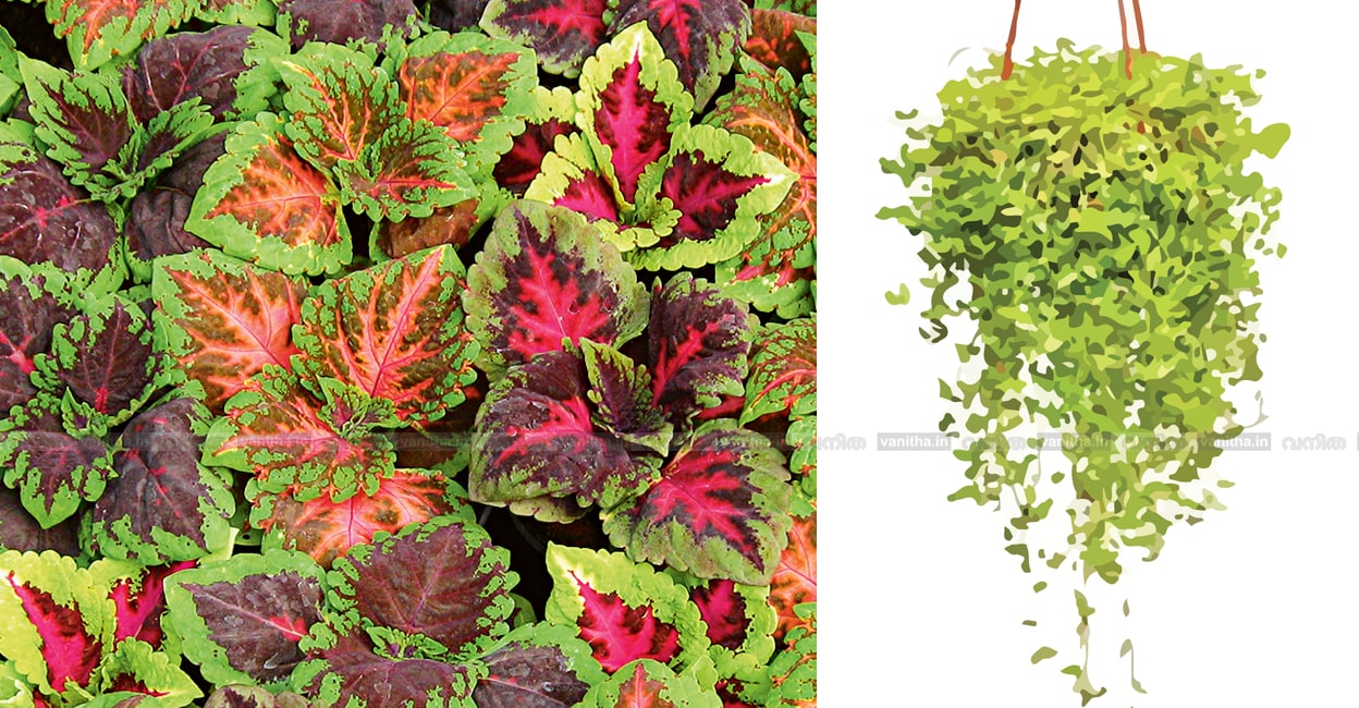 coleus-plants-gardening