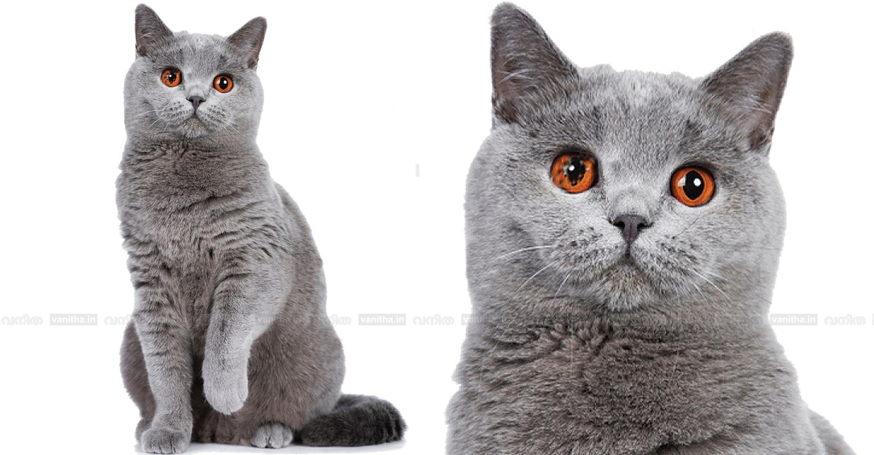 cats-fat-body