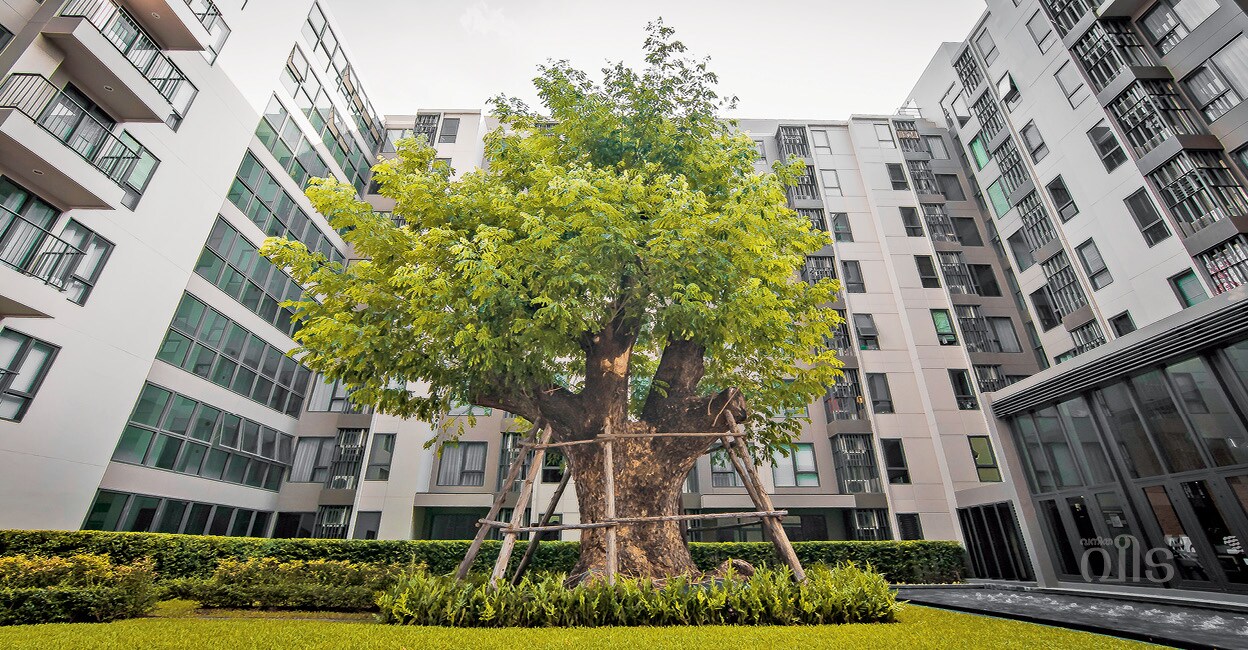 tree
