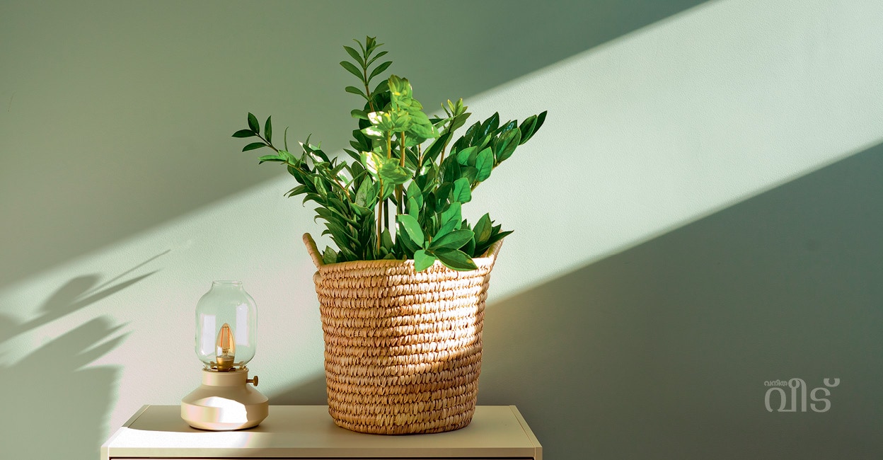 plant
