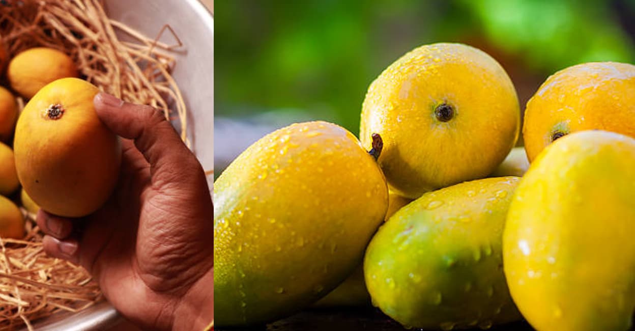 toxic-mangoes