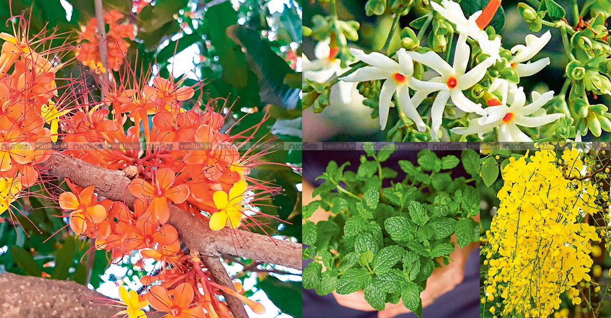 medicinal-plants-home-remedies