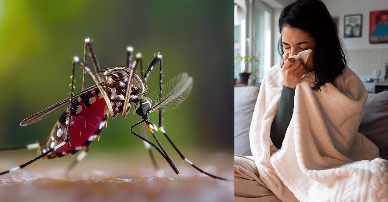 Dengue-fever-health-story