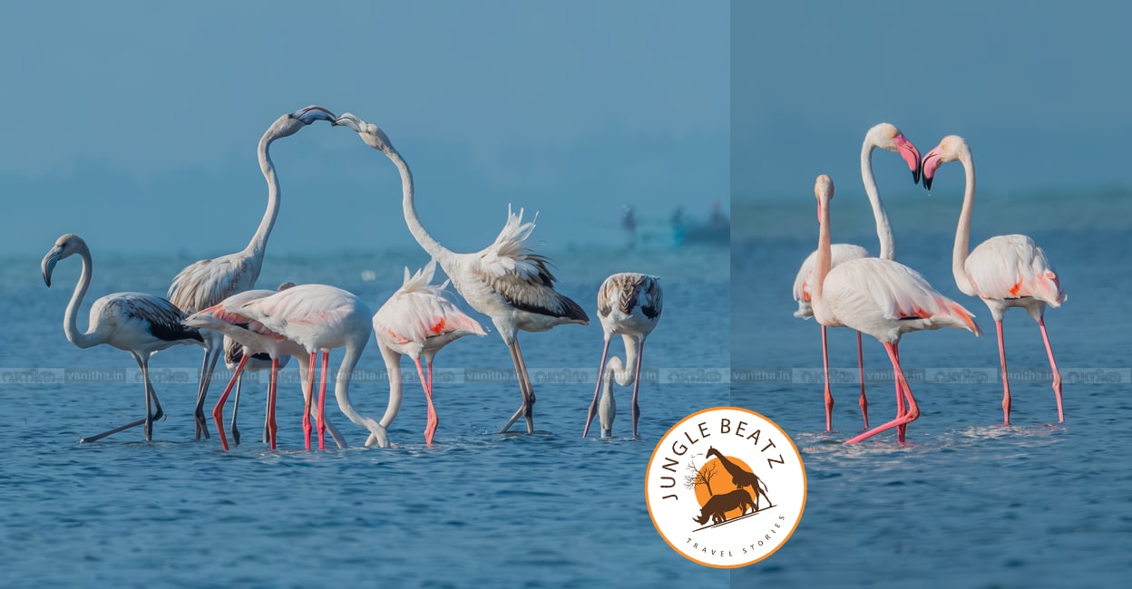 Pulicat-Lake-the-Greater-Flamingo-cover