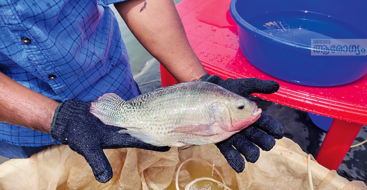 fishy4