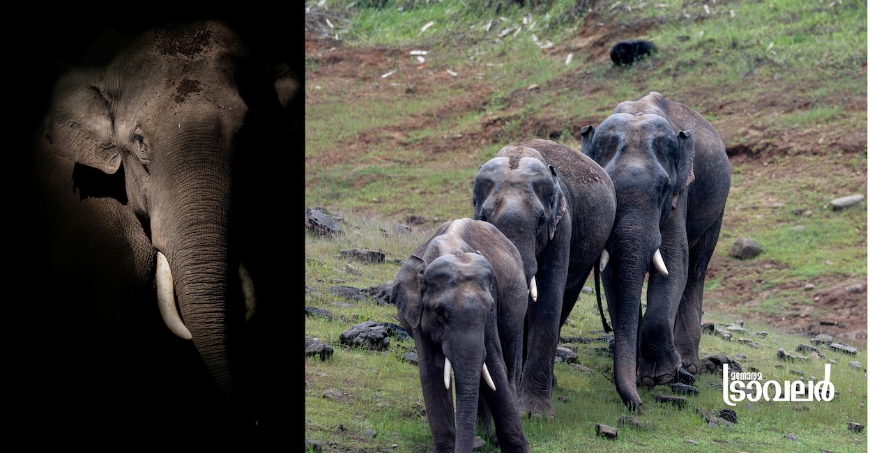 wildelephants