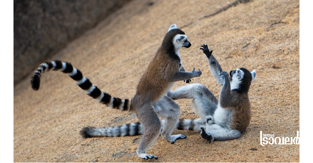 madagascarlemurs