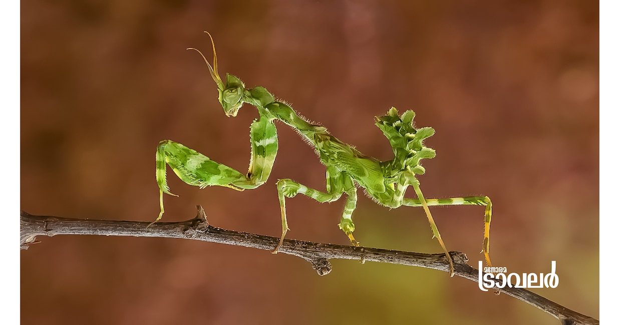 prayingmantis