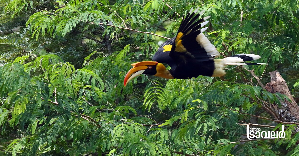 nelliyampathihornbill2