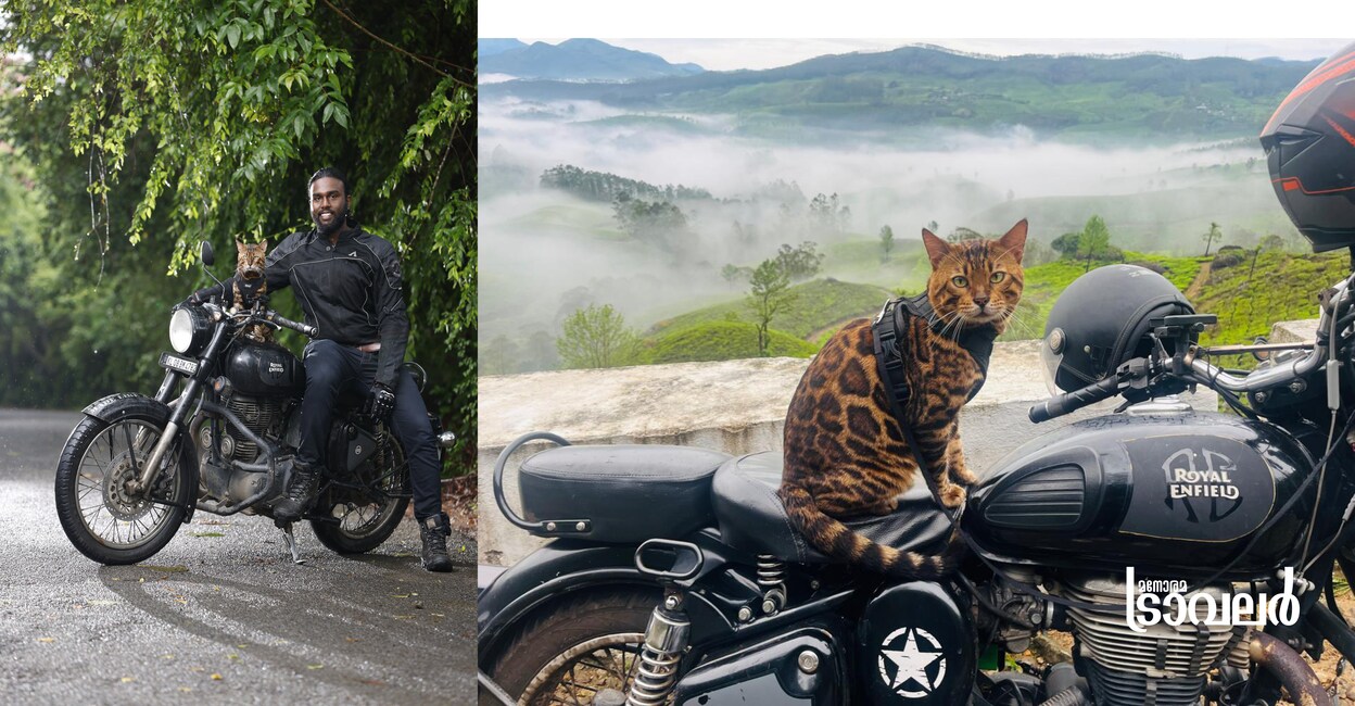 ridewithbengalcat
